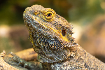 Head shot of a central bearded dragon (pagona vitticeps) in captivity