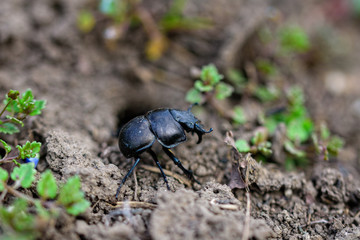 A sleepy beetle ethane climbs out of its burrow. Geotrupidae.