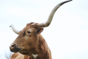 Texas longhorn cow portrait close up with large horns, isolated on white sky background.
