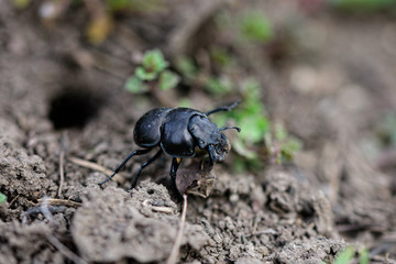 A sleepy beetle ethane climbs out of its burrow. Geotrupidae.