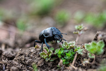 A sleepy beetle ethane climbs out of its burrow. Geotrupidae.