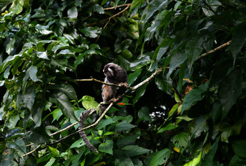 little marmoset monkeys in vivo in a nature park in brazil