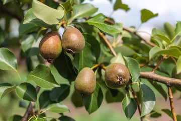 ripening ripe beautiful juicy fruit pears on a branch, pear tree in the garden