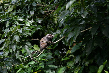 little marmoset monkeys in vivo in a nature park in brazil