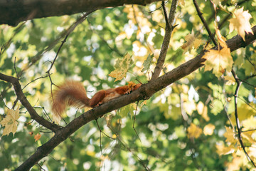 Red squirrel sits on a branch and eats a nut in the autumn forest