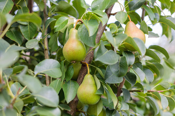 ripening ripe beautiful juicy fruit pears on a branch, pear tree in the garden