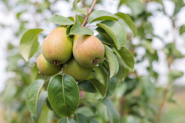 ripening ripe beautiful juicy fruit pears on a branch, pear tree in the garden