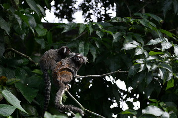 little marmoset monkeys in vivo in a nature park in brazil