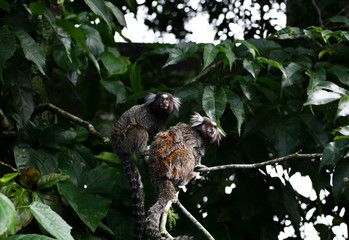 little marmoset monkeys in vivo in a nature park in brazil