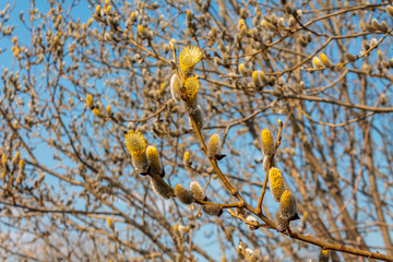 branch blooming willow close up against the blue sky on a sunny spring day, willows, also called sallows and osiers, form the genus salix
