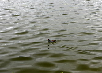 black duck with red koyuvoy on a background of water