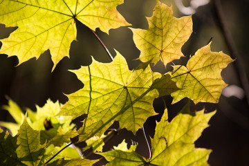 Spring bright yellow leaves in the forest