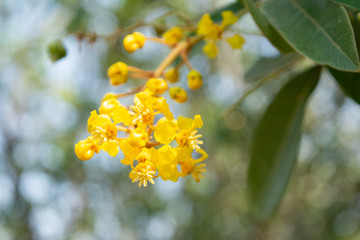 flor