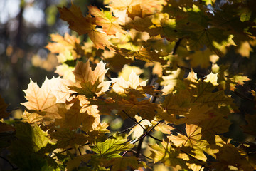 Spring bright yellow leaves in the forest