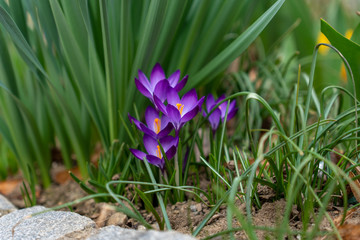 Frühlingsblumen am Boden in voller Blüte