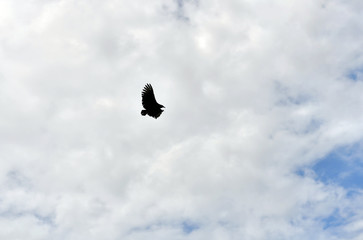 soaring eagle on a background of blue sky and clouds