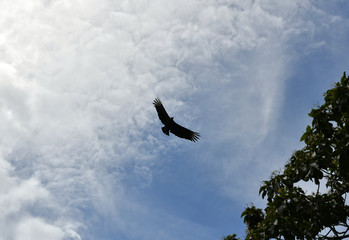 soaring eagle on a background of blue sky and clouds