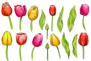 Hand drawn coloring tulips. Set of isolated objects