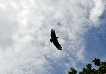 soaring eagle on a background of blue sky and clouds