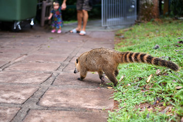 in search of food nosuha came to the area of tourist routes