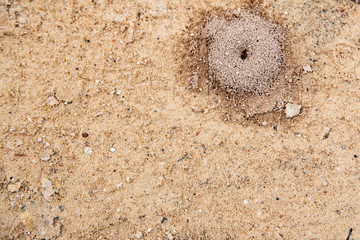 Anthill on the road in the field with its mound of earth at the entrance that gives way to the underground interior