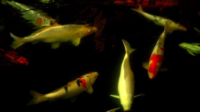 Koi fish or Amur carp fish slow motion swimming in pond. It more specifically nishikigoi and colored varieties of carp in outdoor pond or garden and waterfall. It golden red orange and yellow of body 