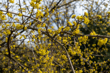 Kornelkirsche in voller Blüte