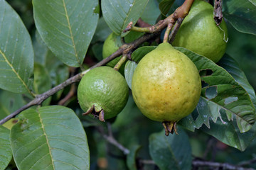 Closeup of guava tree with ripe fruits