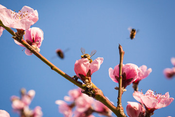 honey bee collecting nectar from flower with pollen in springtime, macro
