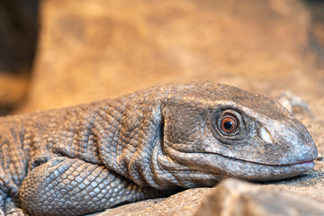 Close up portrait of a savannah monitor (varanus exanthematicus) in captivity