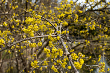 Kornelkirsche in voller Blüte