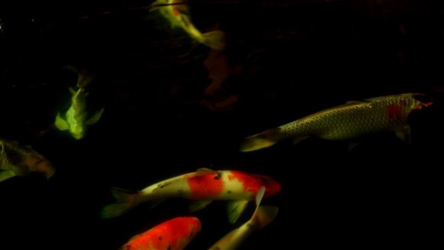 Koi fish or Amur carp fish slow motion swimming in pond. It more specifically nishikigoi and colored varieties of carp in outdoor pond or garden and waterfall. It golden red orange and yellow of body 