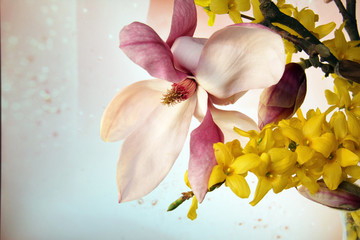 Magnolia branch, yellow flowers on blue background with bokeh