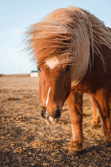 Developed from ponies Icelandic horses. Colorful winter morning in the mountain pasture, Stokksnes headland, Iceland, Europe. Artistic style post processed photo.