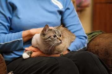 female hands holding a kitten sitting on her knees