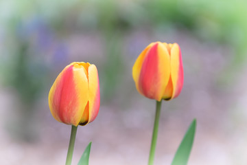 Beautiful yellow red tulips on a green blurry background, spring, natural floral image