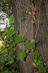 Leaves and stems of purple Ipomoea purpurea on a tree trunk.