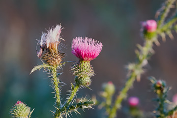 pink burdock flowers in the sunlight, spring floral background