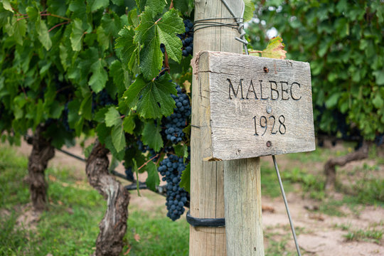 Malbec wineyard