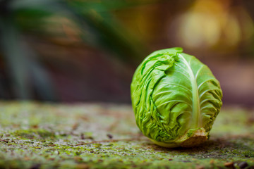 fresh, young white cabbage, lying in nature, on a green background