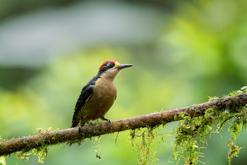 Fototapeta premium Black-cheeked woodpecker perched on the branch with moss.