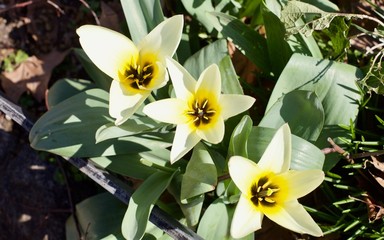 beautiful yellow tulips in the garden