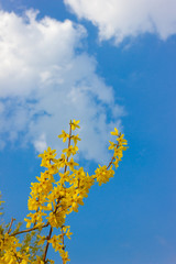 golden shower tree under blue sky