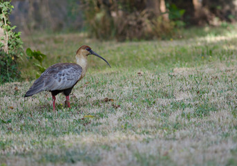 Obraz na płótnie Canvas Black-faced ibis Theristicus melanopis in a meadow.