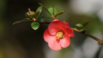 fleure rose