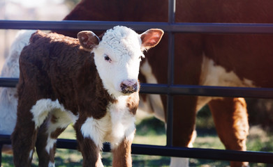 Young Hereford calf on cow farm close up.