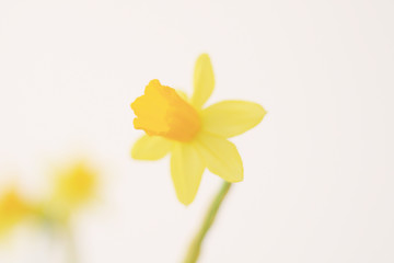 unfocused yellow daffodil flowers 