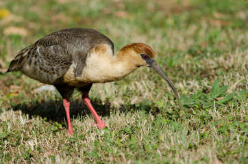 Black-faced ibis Theristicus melanopis in a meadow.