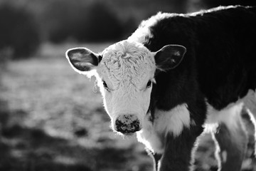 Hereford calf close up in black and white at sunset, cute baby cow. © ccestep8
