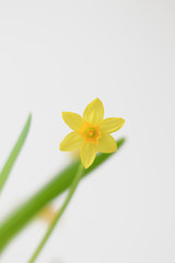 Fototapeta na wymiar unfocused yellow daffodil flowers 